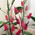 Foto Grasig Pavonia Topfblumen wächst und Merkmale