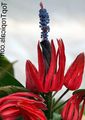 Photo Herbaceous Plant Pavonia Indoor Plants, House Flowers growing and characteristics