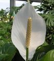 бял Интериорни цветове Мир Лилия тревисто, Spathiphyllum характеристики, снимка