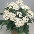 Photo Herbaceous Plant Pentas, Star Flower, Star Cluster  growing and characteristics
