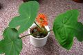 rot Topfblumen Peregrina, Gicht Pflanze, Guatemaltekische Rhabarber grasig, Jatropha Merkmale, Foto