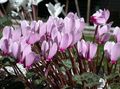 Foto Grasig Persian Violet Topfblumen wächst und Merkmale