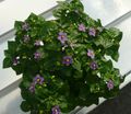 Photo Herbaceous Plant Persian Violet Indoor Plants, House Flowers growing and characteristics