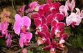 Photo Herbaceous Plant Phalaenopsis Indoor Plants, House Flowers growing and characteristics
