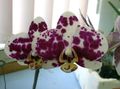 Foto Grasig Phalaenopsis Topfblumen wächst und Merkmale