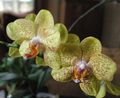 Photo Herbaceous Plant Phalaenopsis Indoor Plants, House Flowers growing and characteristics