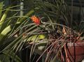 Foto Grasig Pinecone Bromelie Topfblumen wächst und Merkmale