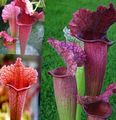 Photo  Pitcher Plant Indoor Plants, House Flowers growing and characteristics