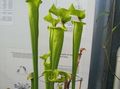 Photo  Pitcher Plant Indoor Plants, House Flowers growing and characteristics