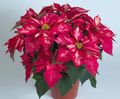 Photo Herbaceous Plant Poinsettia Indoor Plants, House Flowers growing and characteristics