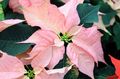 rosa Topfblumen Weihnachtsstern grasig, Poinsettia pulcherrima Merkmale, Foto