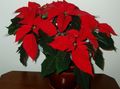 Photo Herbaceous Plant Poinsettia Indoor Plants, House Flowers growing and characteristics