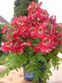 κόκκινος Εσωτερικά λουλούδια Φτωχοί Επανδρώνει Ορχιδέα ποώδη, Schizanthus χαρακτηριστικά, φωτογραφία