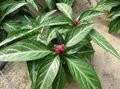 Photo Herbaceous Plant Porphyrocoma Indoor Plants, House Flowers growing and characteristics