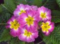 Foto Grasig Primula Auricula Topfblumen wächst und Merkmale