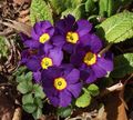 Photo Herbaceous Plant Primula, Auricula Indoor Plants, House Flowers growing and characteristics