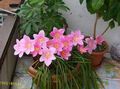 pink Indoor Plants, House Flowers Rain Lily,  herbaceous plant, Zephyranthes characteristics, Photo