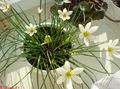 white Indoor Plants, House Flowers Rain Lily,  herbaceous plant, Zephyranthes characteristics, Photo