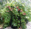 kırmızı Kapalı bitkiler, Evin çiçekler Rangoon Sarmaşık, Quisqualis özellikleri, fotoğraf