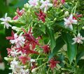 hvit Innendørs Planter, Huset Blomster Rangoon Creeper liana, Quisqualis kjennetegn, Bilde