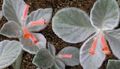kırmızı Kapalı bitkiler, Evin çiçekler Rechsteineria otsu bir bitkidir özellikleri, fotoğraf