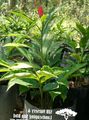 Photo Herbaceous Plant Red Ginger, Shell Ginger, Indian Ginger Indoor Plants, House Flowers growing and characteristics