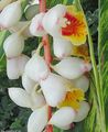 Photo Herbaceous Plant Red Ginger, Shell Ginger, Indian Ginger Indoor Plants, House Flowers growing and characteristics
