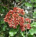 Photo Shrub Red Leea, West Indian Holly, Hawaiian Holly Indoor Plants, House Flowers growing and characteristics