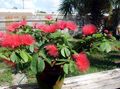 Foto Sträucher Red Powder Puff Topfblumen wächst und Merkmale