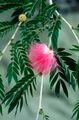 Photo Shrub Red Powder Puff Indoor Plants, House Flowers growing and characteristics