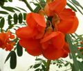 Foto Sträucher Red Rattlebox Topfblumen wächst und Merkmale
