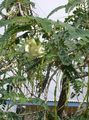 bela Sobne Rastline, Sobne cvetje Rdeča Rattlebox grmi, Sesbania značilnosti, fotografija