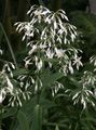 blanc des fleurs en pot Renga Lys, Rock-Lys herbeux, Arthropodium les caractéristiques, Photo