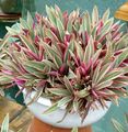 Photo Herbaceous Plant Rhoeo Tradescantia Indoor Plants, House Flowers growing and characteristics