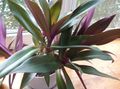 Photo Herbaceous Plant Rhoeo Tradescantia Indoor Plants, House Flowers growing and characteristics
