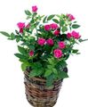 Photo Shrub Rose Indoor Plants, House Flowers growing and characteristics