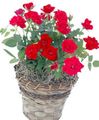 Photo Shrub Rose Indoor Plants, House Flowers growing and characteristics