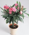 Photo Shrub Rose bay, Oleander Indoor Plants, House Flowers growing and characteristics