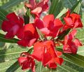 červená Kvetinové Kvety Rose Bay, Oleander kríki, Nerium oleander vlastnosti, fotografie