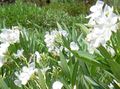бео Затворени Погони, Затворене Цветови Росе Баи, Олеандера грмови, Nerium oleander карактеристике, фотографија