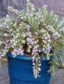 light blue Indoor Plants, House Flowers Rosemary shrub, Rosmarinus characteristics, Photo