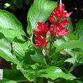 red Indoor Plants, House Flowers Sanchezia, Fire Fingers herbaceous plant characteristics, Photo