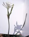 бял Интериорни цветове Морски Нарцис, Море Лилия, Пясъчна Лилия тревисто, Pancratium характеристики, снимка