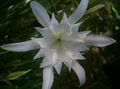 bijela Sobne biljke, Unutarnja Cvjetovi More Narcis, More Ljiljan, Ljiljan Pijesak zeljasta biljka, Pancratium karakteristike, Foto