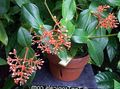 Photo Shrub Showy Melastome Indoor Plants, House Flowers growing and characteristics