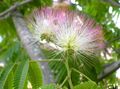 roza Sobne Rastline, Sobne cvetje Svila Drevo drevesa, Albizia julibrissin značilnosti, fotografija