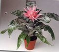 Photo  Silver Vase, Urn Plant, Queen of the Bromeliads Indoor Plants, House Flowers growing and characteristics