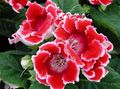 Photo Herbaceous Plant Sinningia (Gloxinia) Indoor Plants, House Flowers growing and characteristics