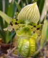 Foto Grasig Schuhorchideen Topfblumen wächst und Merkmale