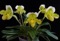 yellow Indoor Plants, House Flowers Slipper Orchids herbaceous plant, Paphiopedilum characteristics, Photo